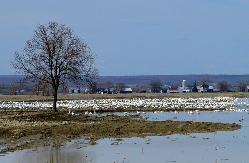 oies blanches dans les champs