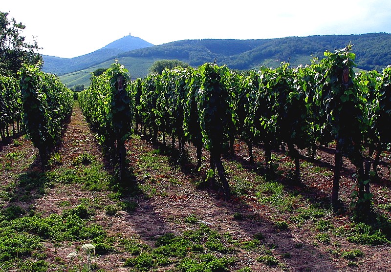 vignes d'alsace