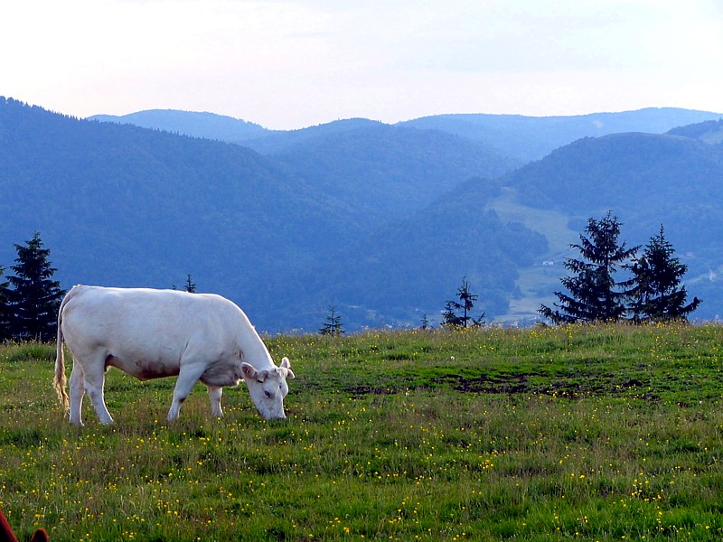 pturage, Ballon d'Alsace