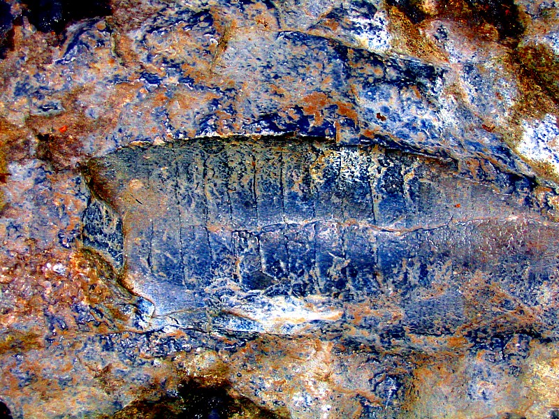 fossile