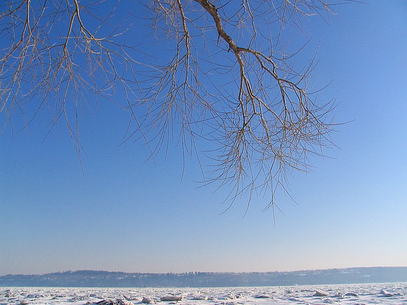 le fleuve de glace et l'arbre