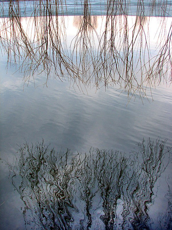 Le reflet du Saule pleureur