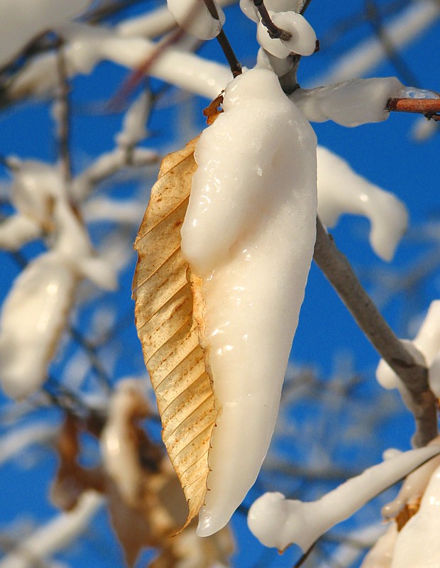 glace et feuille