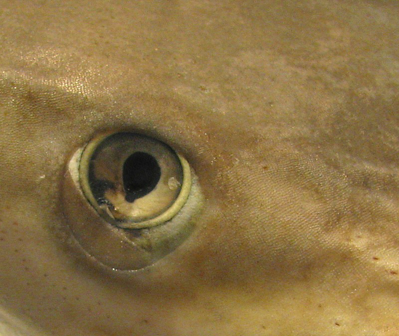 L'oeil du requin