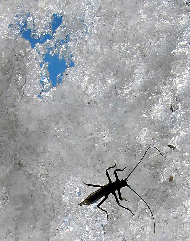 insecte sur neige