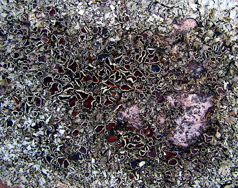 Macro de lichen