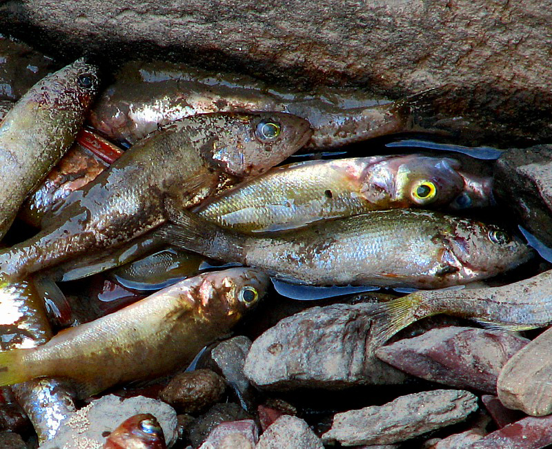 cimetire de poissons