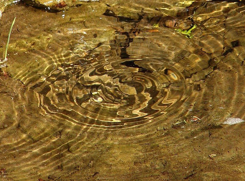 les ronds d'eau