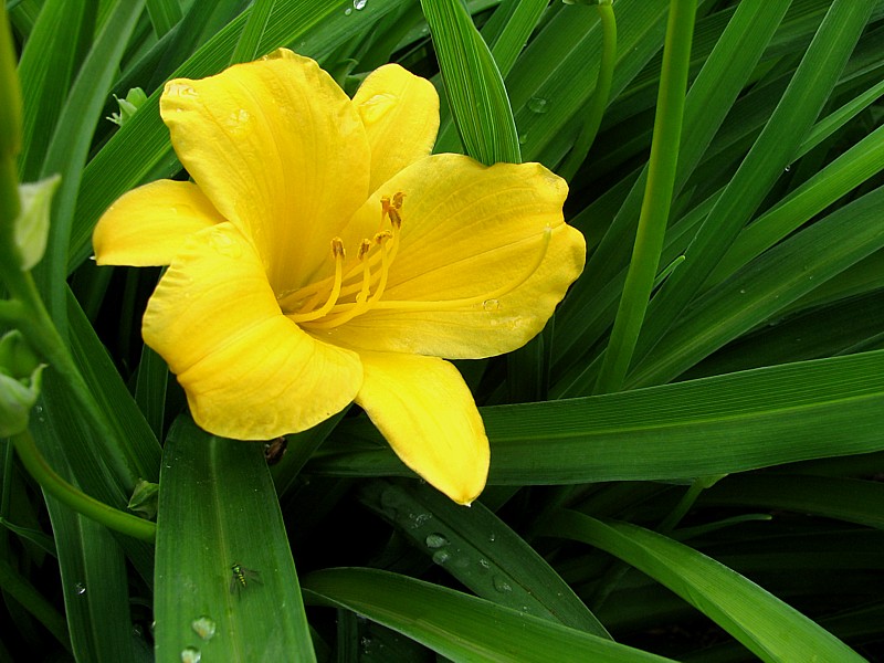 la fleur jaune