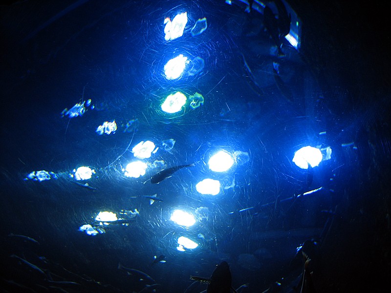 le plafond de l'aquarium