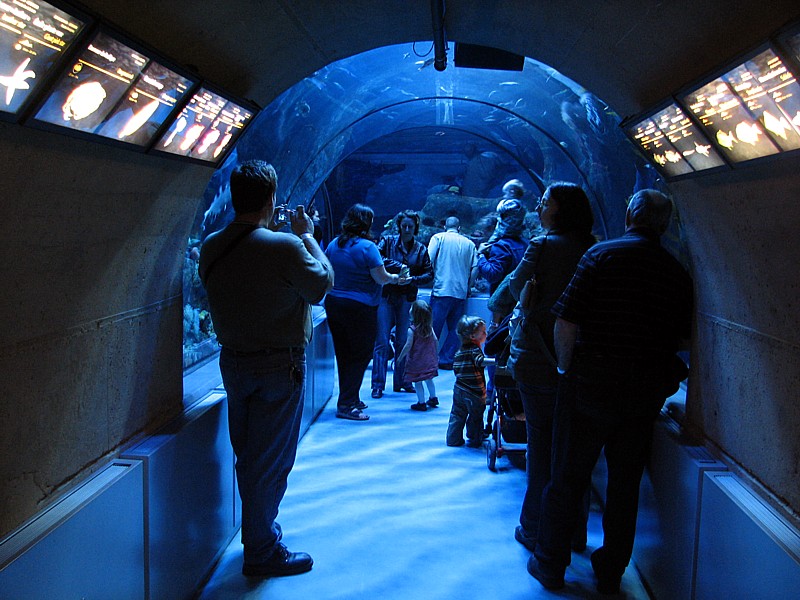 le tunnel sous l'aquarium