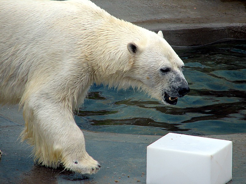 L'ourse polaire