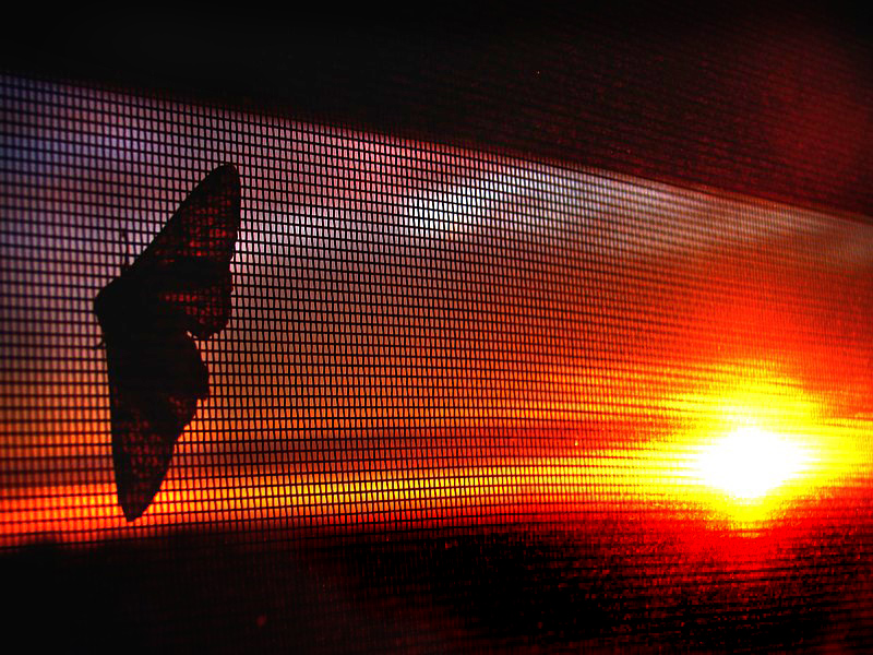 Le papillon sur la moustiquaire au coucher du soleil