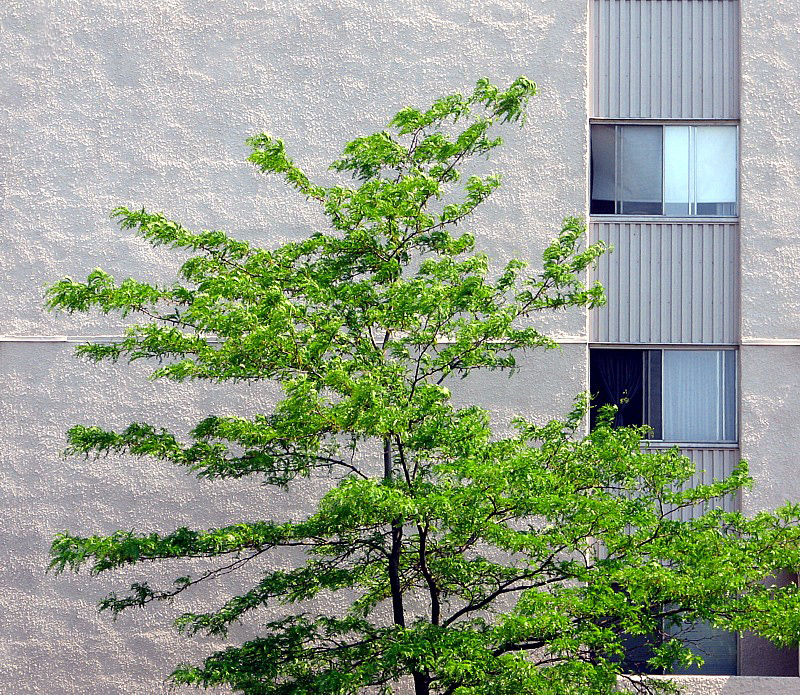 l'arbre contre l'immeuble