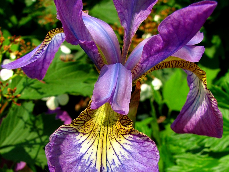 iris versicolor