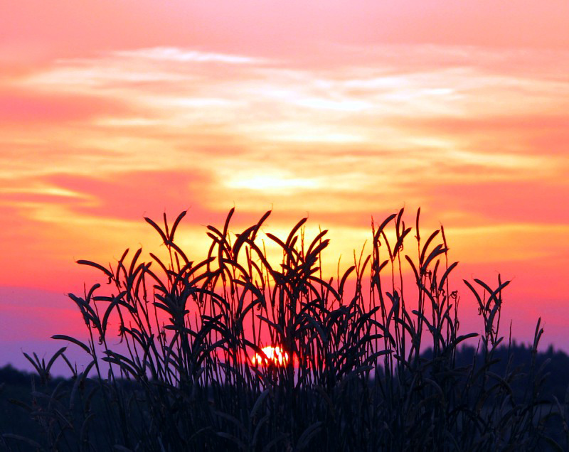 Chianti, le coucher de soleil derrire les bls
