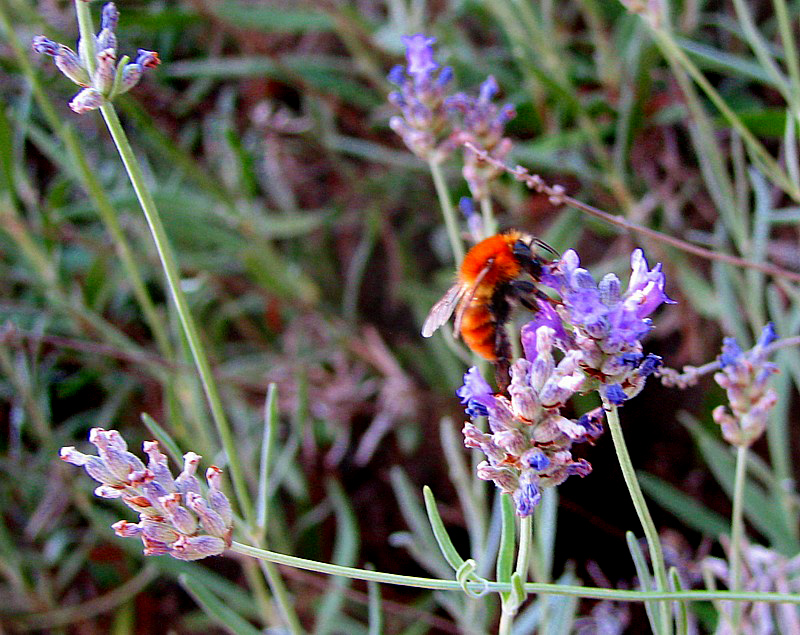 l'abeille dans la lavande