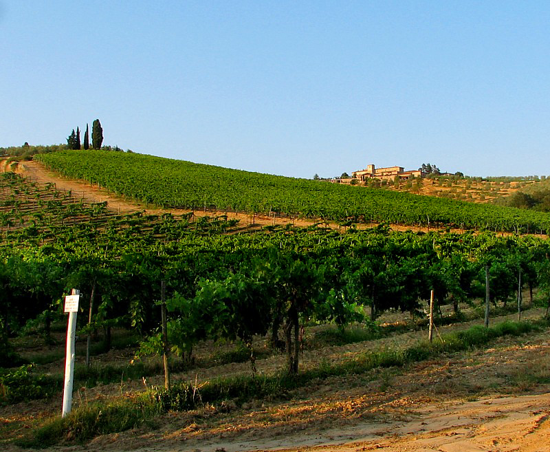 Vignes du Chianti