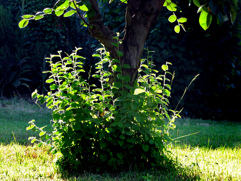 Lumire du matin