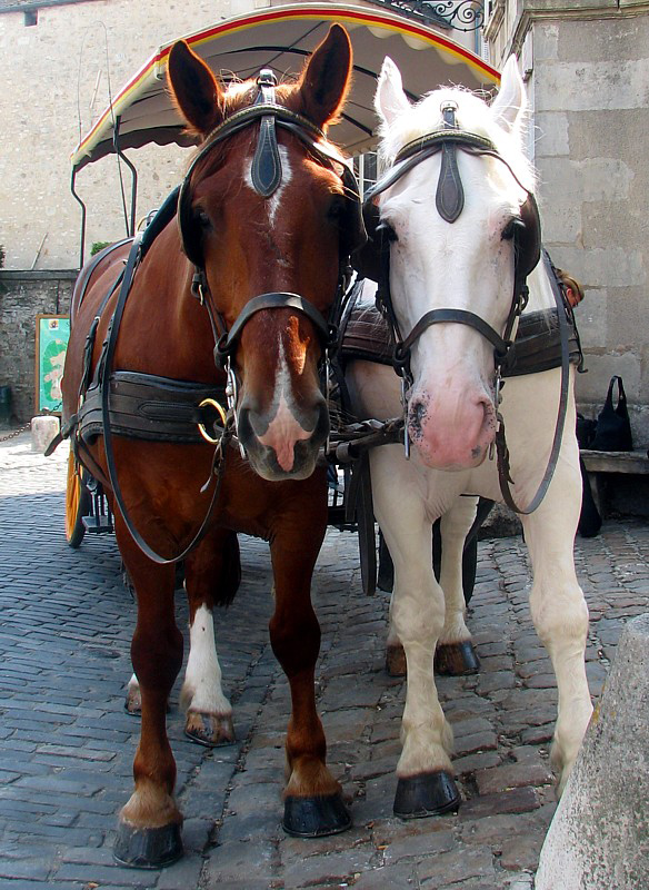 la cariole de touristes