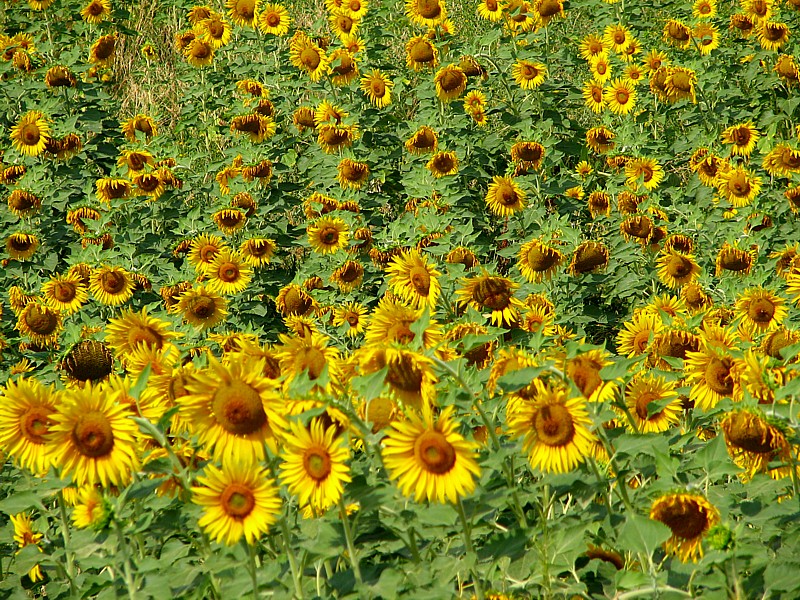 Toscane , le champ de tournesol