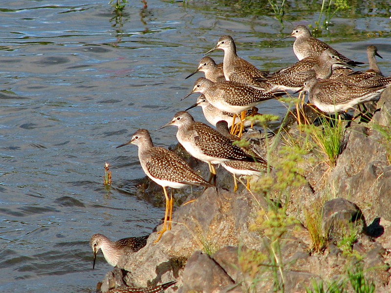 Pluviers de Montmagny