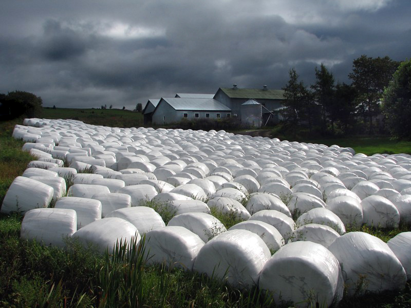 Marshmallow field,  Beauceville