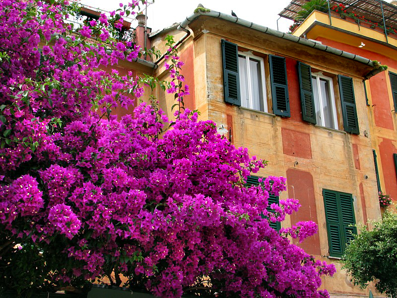 arbre en fleurs