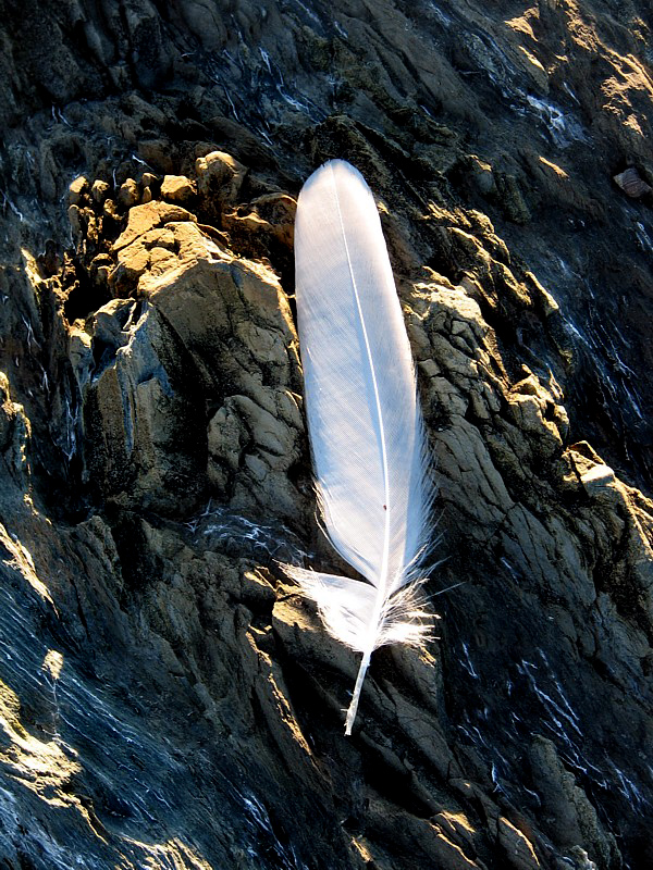 plume sur rochers