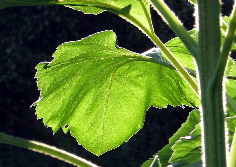 la feuille de courge