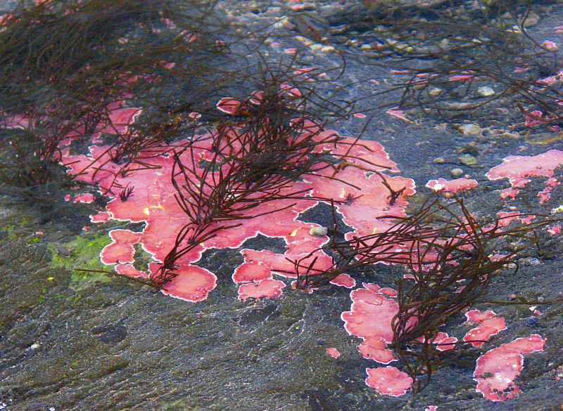 algues roses
