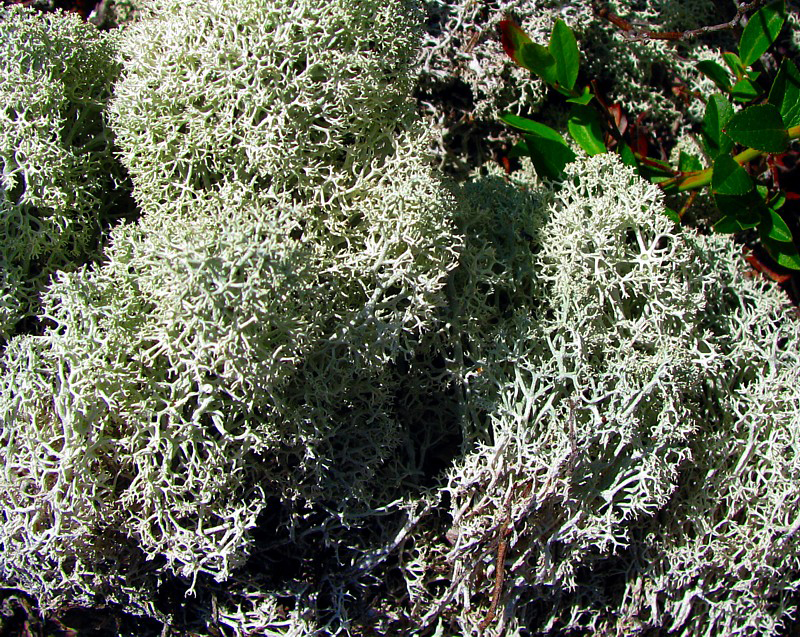 lichens