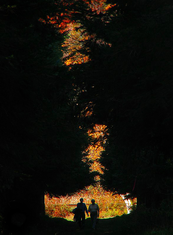 la marche sous les arbres