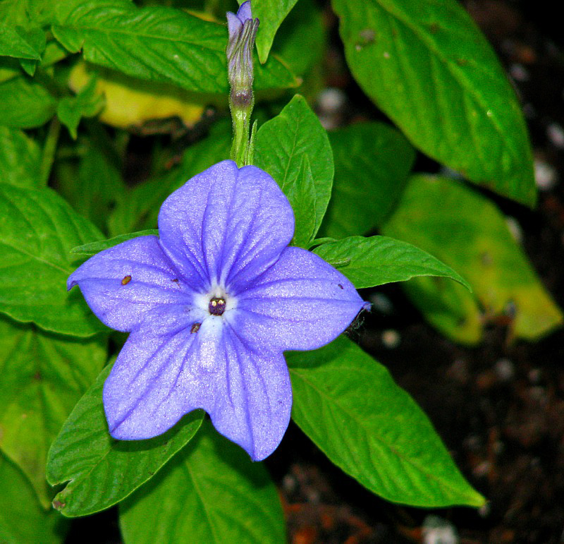 fleur bleue  5 ptales