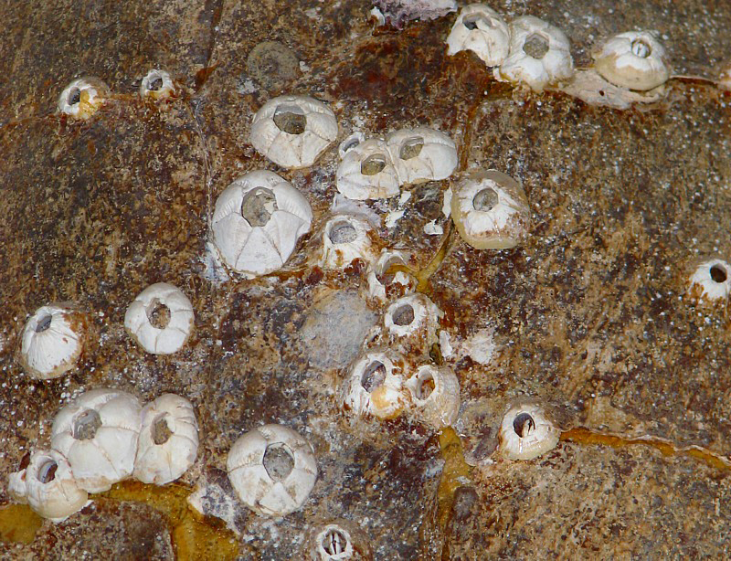 les balanes sur la carapace de tortue