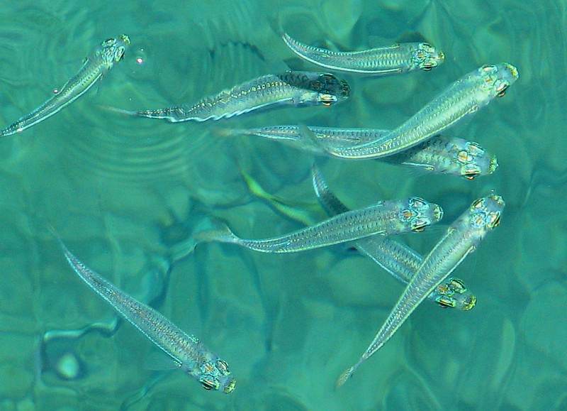 petits poissons