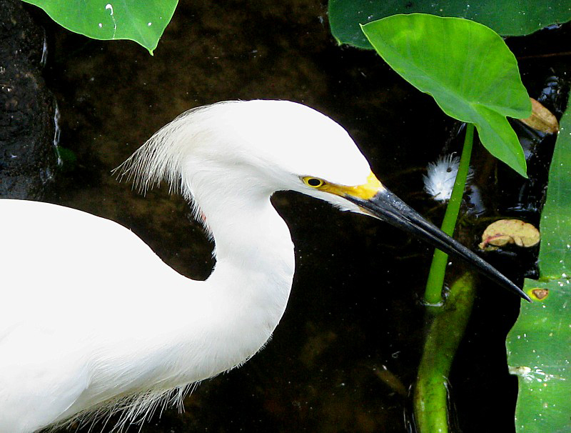 aigrette blanche