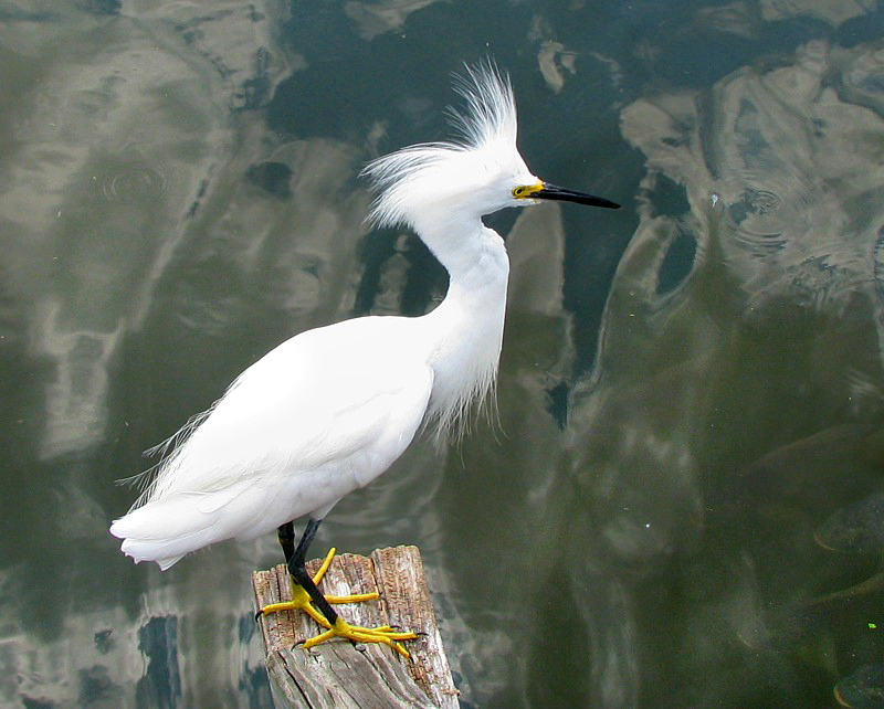 aigrette sur le tronc