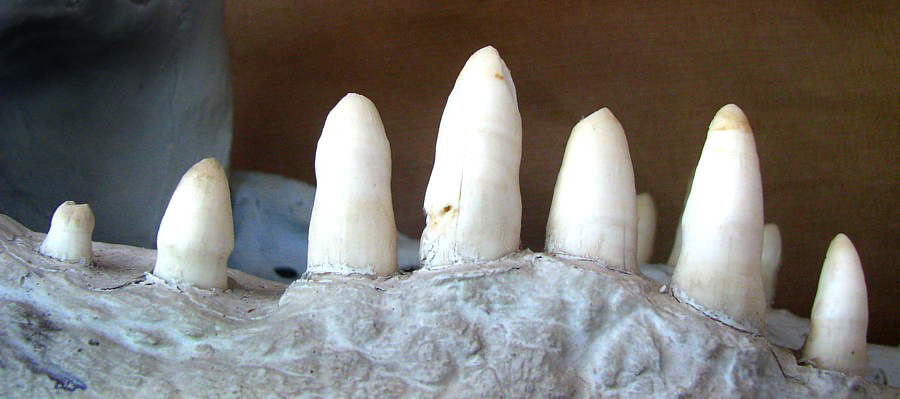 des dents impressionantes
