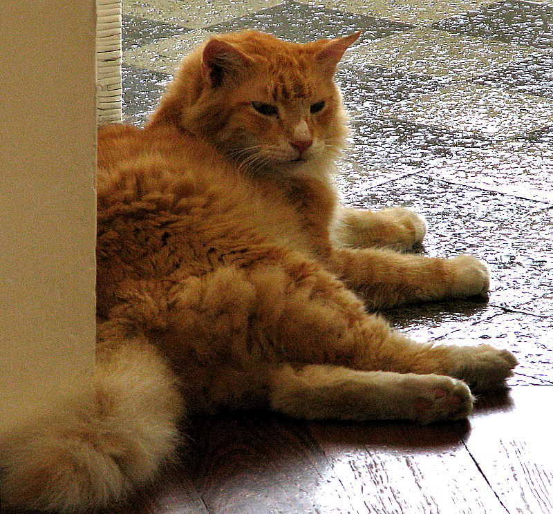 le chat surpris