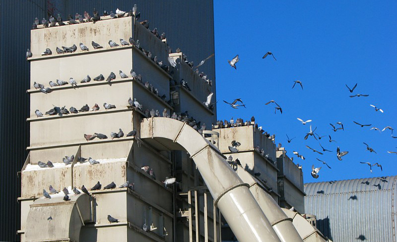 temple  pigeons