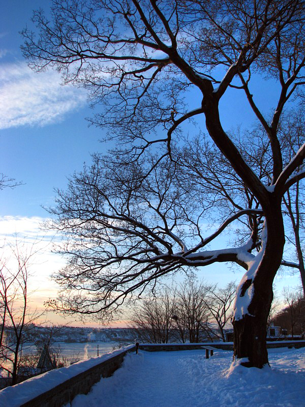 L'arbre du Parc Montmorency