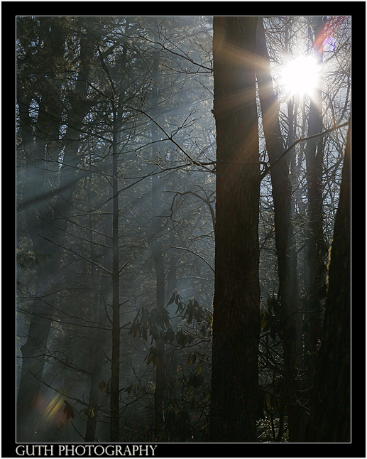 Smokies in the Morning