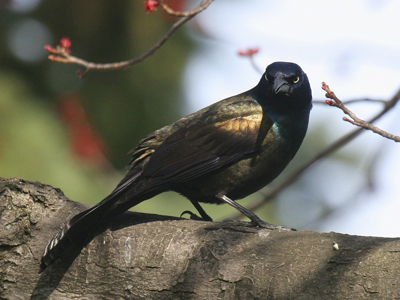 Common Grackle 06
