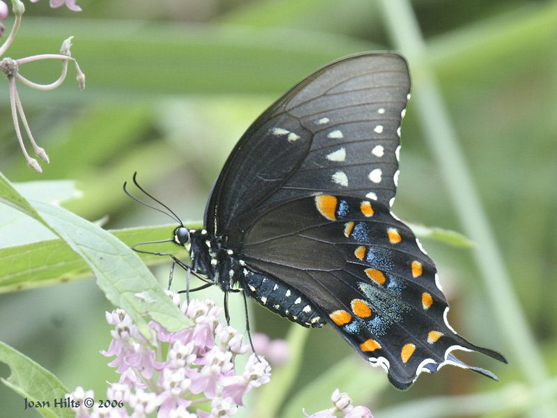 Spicebush Swallowtail 02