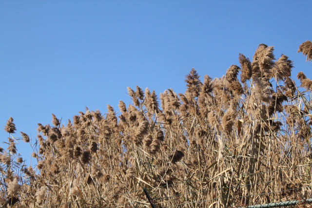ir-121122__6622_12-46.jpg