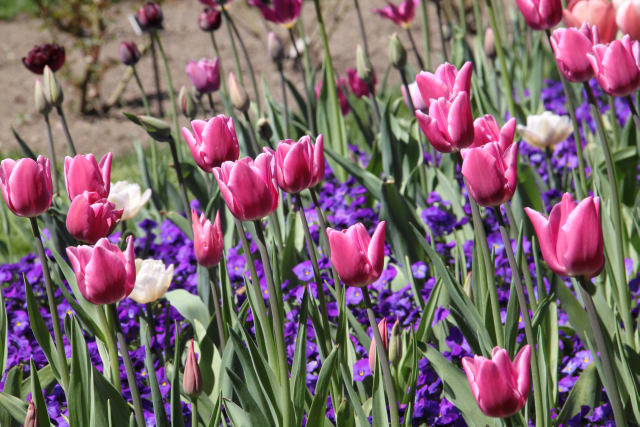 ir-130501_10117_13-24.jpg