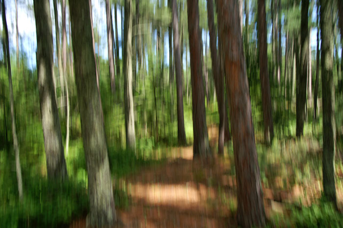 Pine Forest Trail