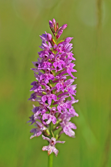 Dactylorhiza purpurella