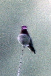 Costas Hummingbird (ad male)